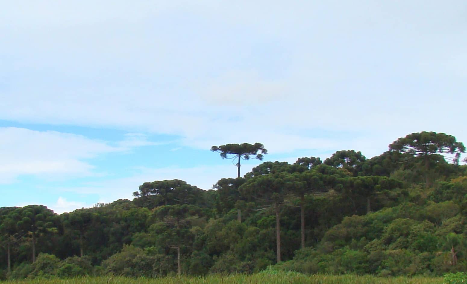 Mata de araucárias no planalto de Curitiba