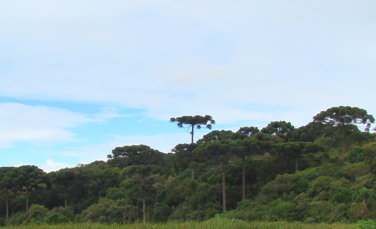 Mata de araucárias no planalto de Curitiba